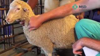 Sheep Subcutaneous Injection technique [upl. by Anuaek]