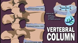 VERTEBRAL COLUMN ANATOMY 12 [upl. by Jazmin405]