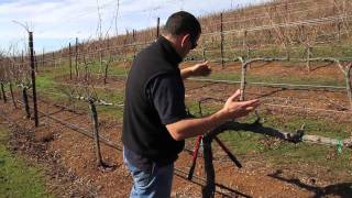 Double Guyot and Cordon Pruning Lesson [upl. by Epstein]