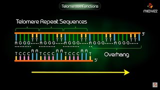 Telomerase Function  Animation [upl. by Korfonta]