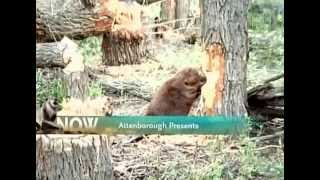 BBC Wildlife Beavers the Master Builders [upl. by Egin181]