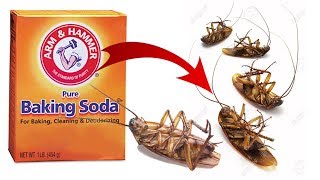 DIY Natural Cockroach Killer using Baking Soda [upl. by Anen]