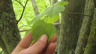 Plantes Bushcraft Le Tilleul [upl. by Marvin]