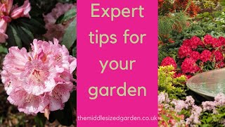 Growing rhododendrons  what you need to know [upl. by Bryanty]