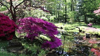 Japanese garden in Clingendael park The Hague Den Haag Netherlands [upl. by Airad]