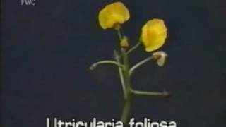 bladderwort Utricularia foliosa [upl. by Repotsirhc]