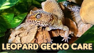 Everything You Need to Know About Leopard Gecko Care [upl. by Mailand236]