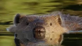 Beaver Lodge Construction Squad  Attenborough  BBC Earth [upl. by Massey68]