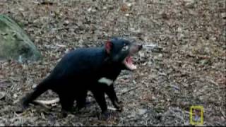 Bite of the Tasmanian Devil  National Geographic [upl. by Ahsienyt]