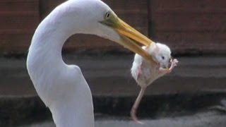 EGRET EATS MOUSE [upl. by Huey771]