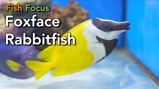 Fish Focus  Foxface Rabbitfish [upl. by Izak]