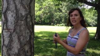 Dendrochronology How to Core a Tree [upl. by Madox648]