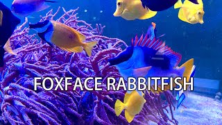 Underrated Foxface Rabbitfish [upl. by Elwee]