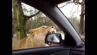 Lion attack at Knowsley Safari park [upl. by Anua]