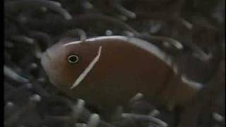 Clownfish and Sea Anemone Partnership  National Geographicflv [upl. by Mahgirb]