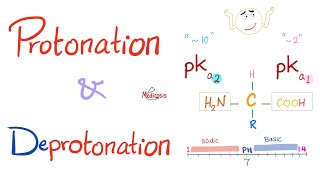 Amino Acids Part 3 pH and Pka  Biochemistry for MCAT DAT NEET [upl. by Anitsuj]