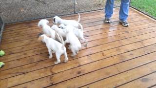 11 week old English Setter puppies on point [upl. by Uriah]