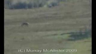 Tasmanian Tiger Sighting 2009 [upl. by Ahsillek]