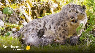 A Snow Leopard Guards Her Kill from a Feral Dog 🐆 Smithsonian Channel [upl. by Hselin605]