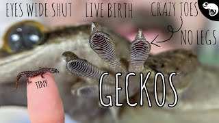 Gecko Interesting Facts and Behaviors [upl. by Rodablas]