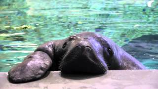 Meet Snooty the Manatee [upl. by Sassan25]