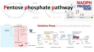 Pentose phosphate pathway [upl. by Cooper]