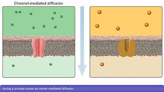 Detailed Animation on Facilitated Diffusion [upl. by Wivina]