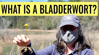 What is a Bladderwort [upl. by Gibbon]