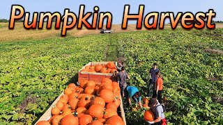 Pumpkin Harvest at Wishwell Farms [upl. by Tsirc]