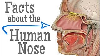 VERY DETAILED HOW TO NOSE CONTOUR TUTORIAL  VanessaK7 [upl. by Khan]