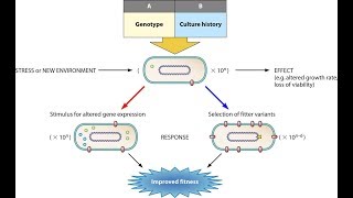 Microbiology of Bacterial Adaptation to Environment [upl. by Oneladgam]