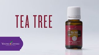 Tea Tree Essential Oil Benefits amp Uses  Young Living Essential Oils [upl. by Einot]