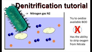 How does denitrification work and simultaneous nitrificationdenitrification [upl. by Ayouqes]