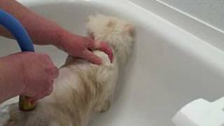 Proper Method for Bathing a Cat [upl. by Nonnahc]