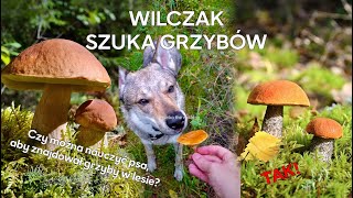 Wilczak Czechosłowacki szuka grzybów w polskim lesie [upl. by Drawets272]