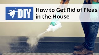 How To Get Rid of Fleas in The House  Indoor Flea Control Treatment [upl. by Emmalee]