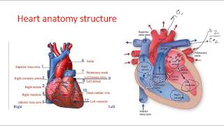 Cardiac anatomy lecture [upl. by Najib516]