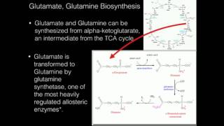 Glutamate Glutamine Biosynthesis [upl. by Feenah]