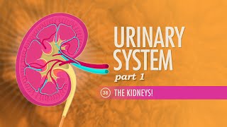 Urinary System Part 1 Crash Course Anatomy amp Physiology 38 [upl. by Fahland872]