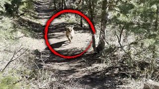 How Hiker Survived Being Stalked by a Mountain Lion [upl. by Nobe]