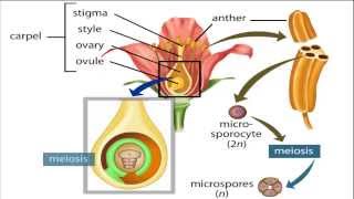 angiosperm life cycle [upl. by Elwira]