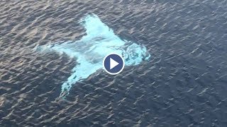 Drone Captures Huge White Manta Ray [upl. by Dnaloy]