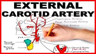 External Carotid Artery [upl. by Ymor]