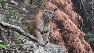 What to Do if Youre Ever Followed By a Mountain Lion [upl. by Aicenet]