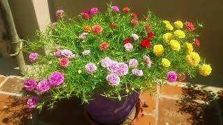 How to grow Portulaca Grandiflora from cuttings 130 COLOR CUTTINGS AVAILABLE [upl. by Narut]