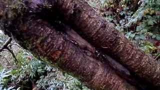 Nature Insights  Gummosis and Callus Growth on Wild Cherry [upl. by Hedges]