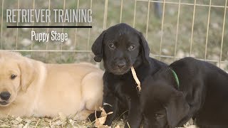 The Puppy Stage With Brookstone Kennels Performance Gundogs  Hunting Dog Training [upl. by Tennaj]