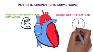 Inotropic chronotropic dromotropic effects of the Heart [upl. by Accebar152]