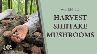 When to Harvest Your Shiitake Mushrooms [upl. by Naihtsirc]