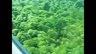 North sentinel island Rare footage 2018 [upl. by Warram227]